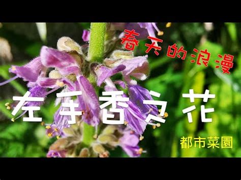 左手香 風水|【左手香開花風水】驚人！左手香開花風水解析！掌握。